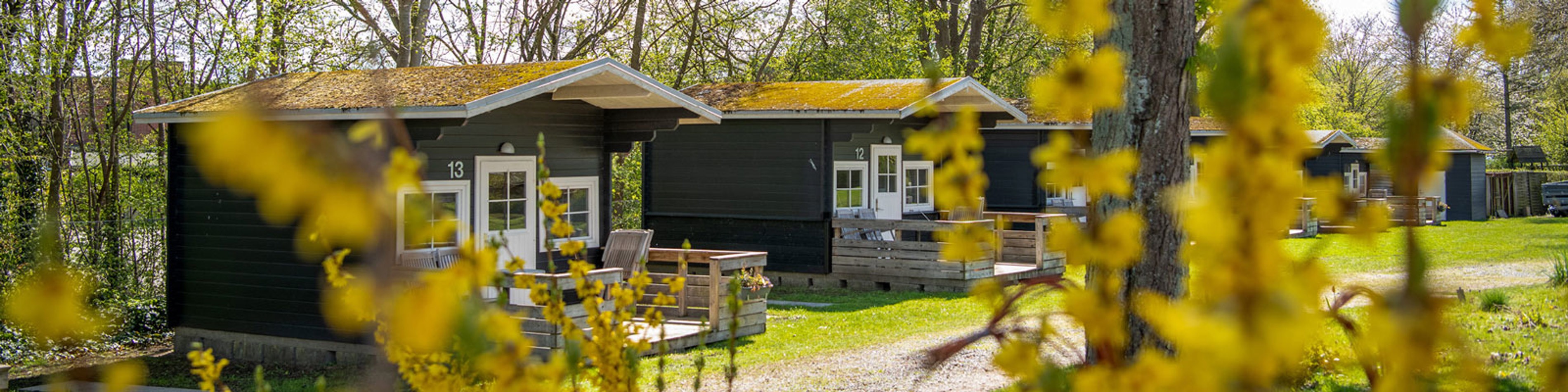 Træhytter på campingplads omgivet af blomstrende gule buske og frodig grøn natur i forårssolen.
