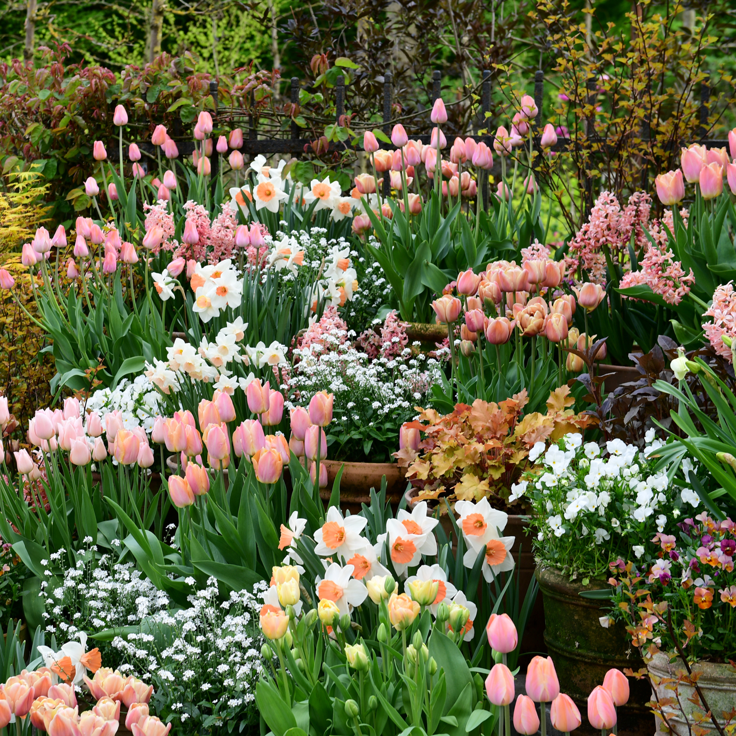 Lyserøde tulipaner, hvide påskeliljer og forskellige blomster i en farverig forårshave med grønne omgivelser.