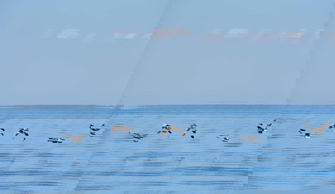 Åbent hav med 5 fugle, der flyver tæt nede ved vandet.