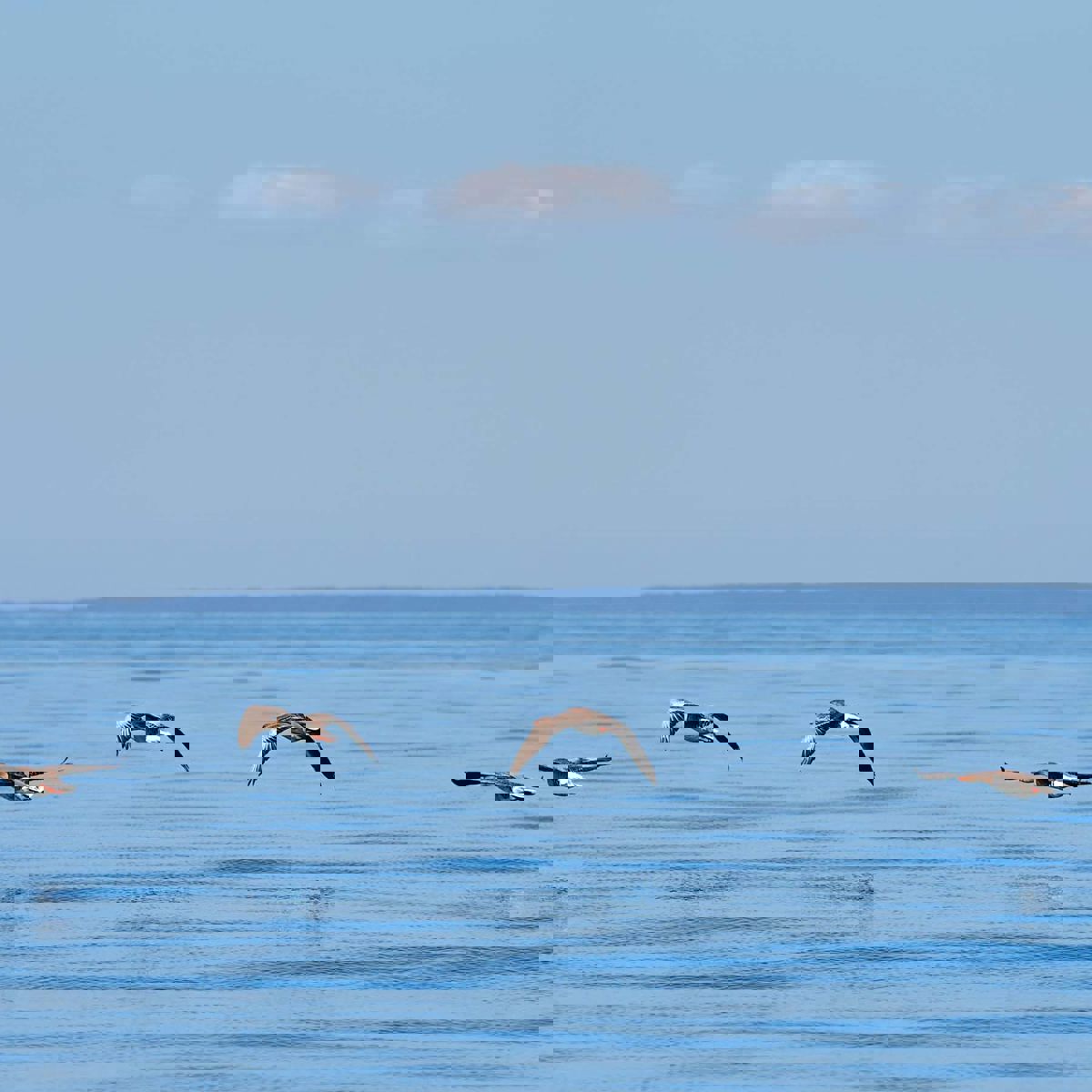 Åbent hav med 5 fugle, der flyver tæt nede ved vandet.