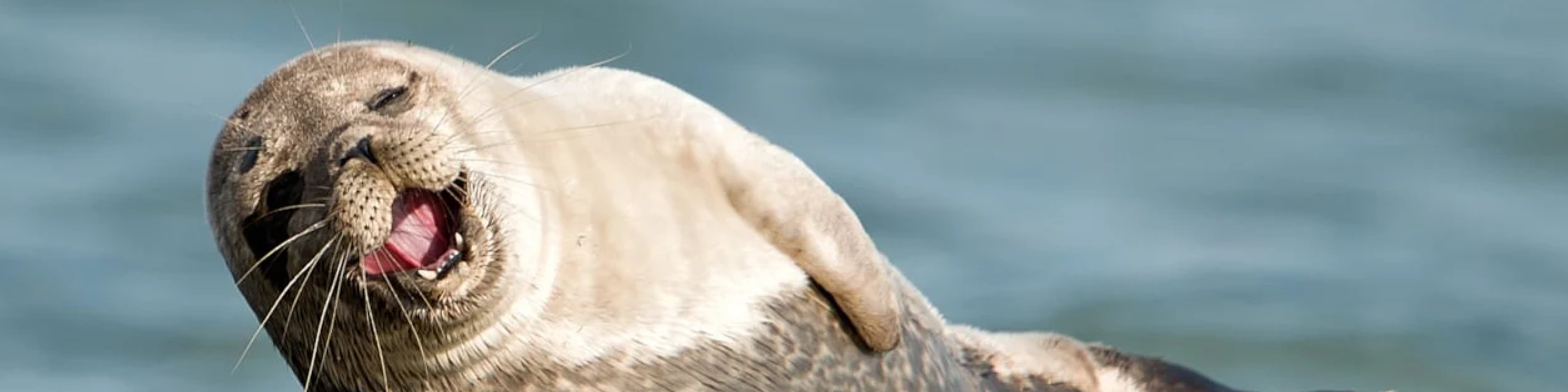 Säl med öppet gap vid havet.
