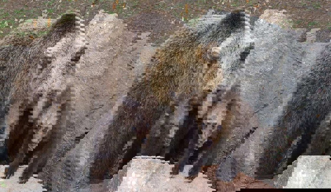 Skanes Djurpark Bjorn Ungar Sfw 1200X800