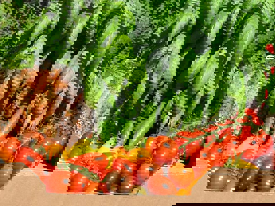 Tomatens Hus Basilika Sfw 1200X480