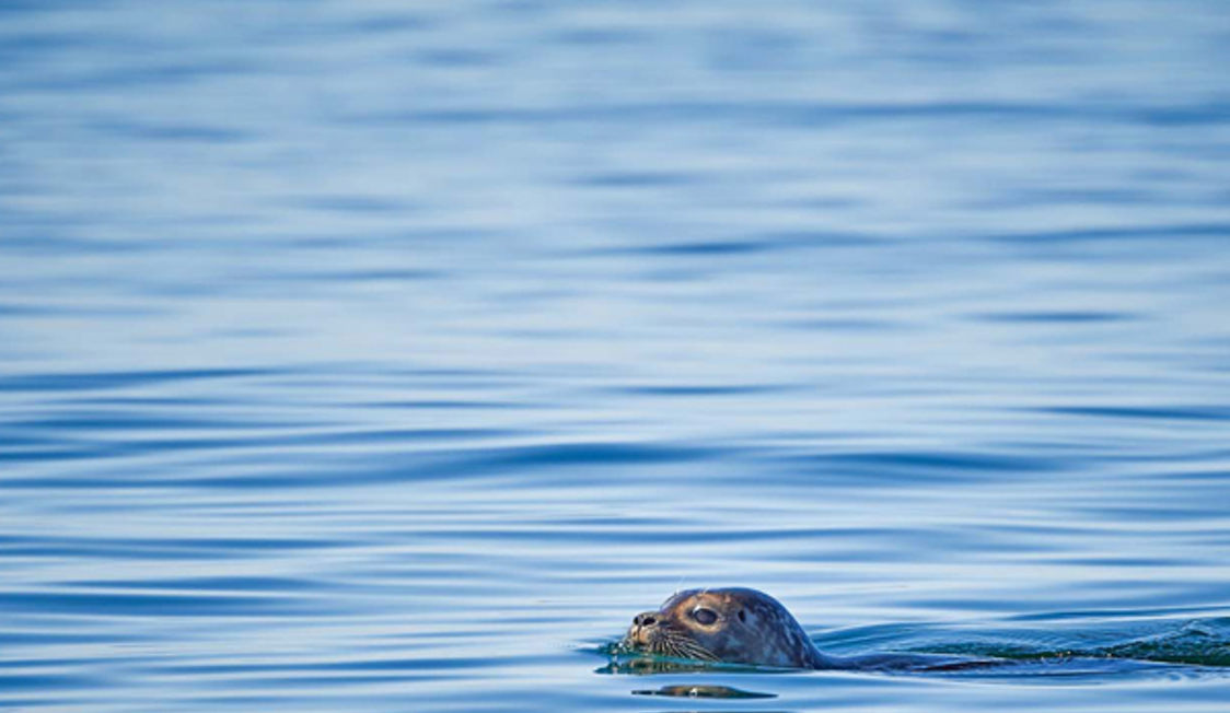 Gråsæl svømmer i klart blåt havvand med hovedet synligt over vandoverfladen i nærbillede.