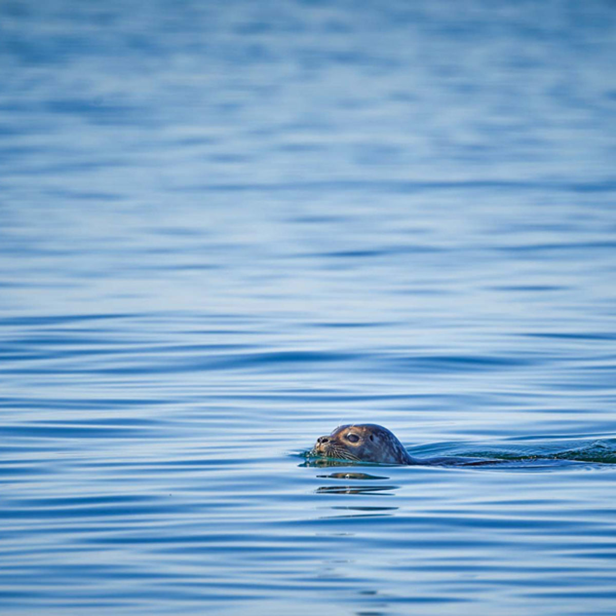 Gråsæl svømmer i klart blåt havvand med hovedet synligt over vandoverfladen i nærbillede.