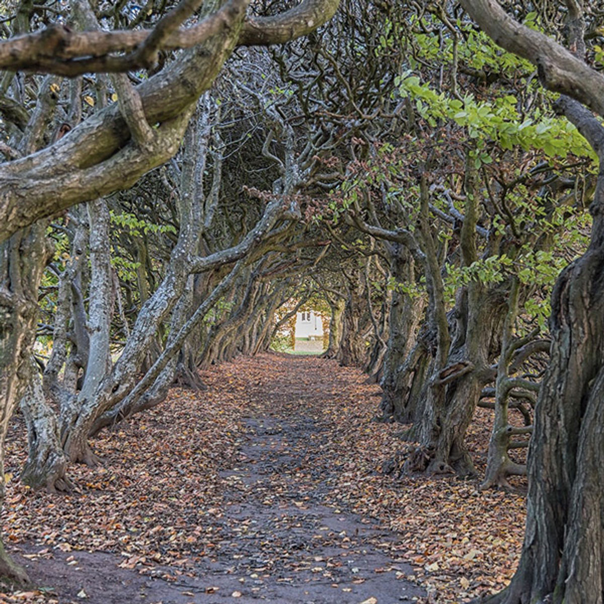 Gang af sammenflettede træer danner en naturlig tunnel over en sti dækket af efterårsblade.