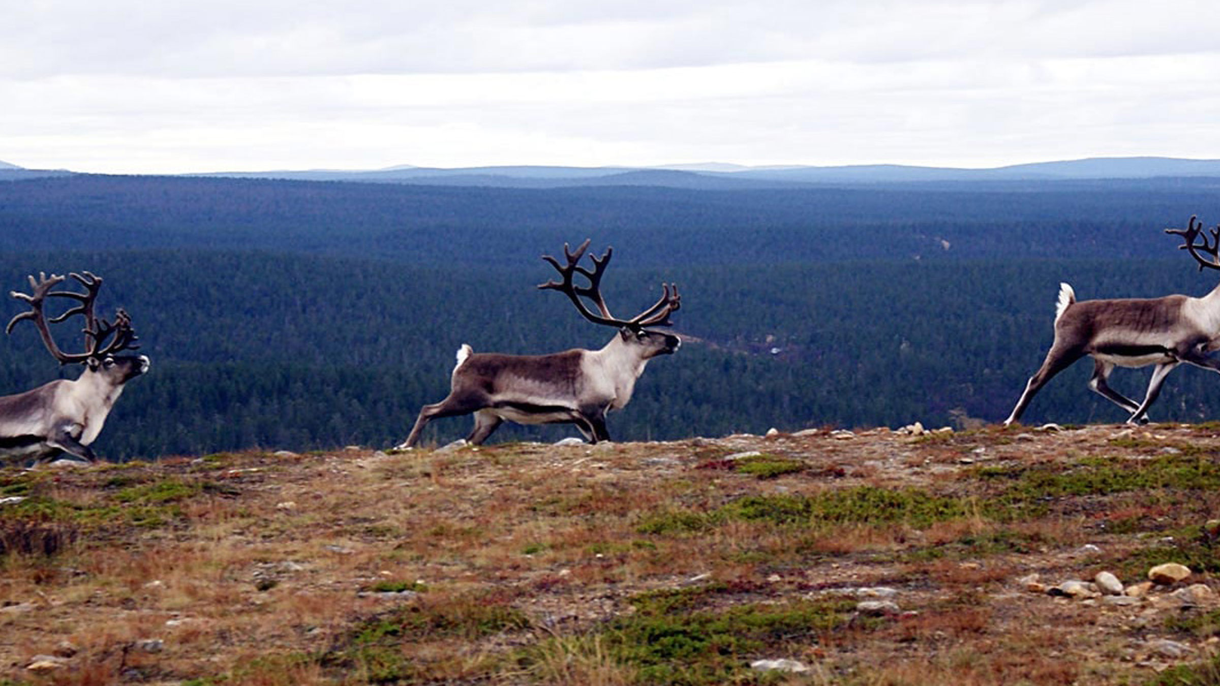 Rensdyr med mægtige gevirer løber langs en fjeldtop med vid udsigt over skovdækkede bakker i baggrunden.