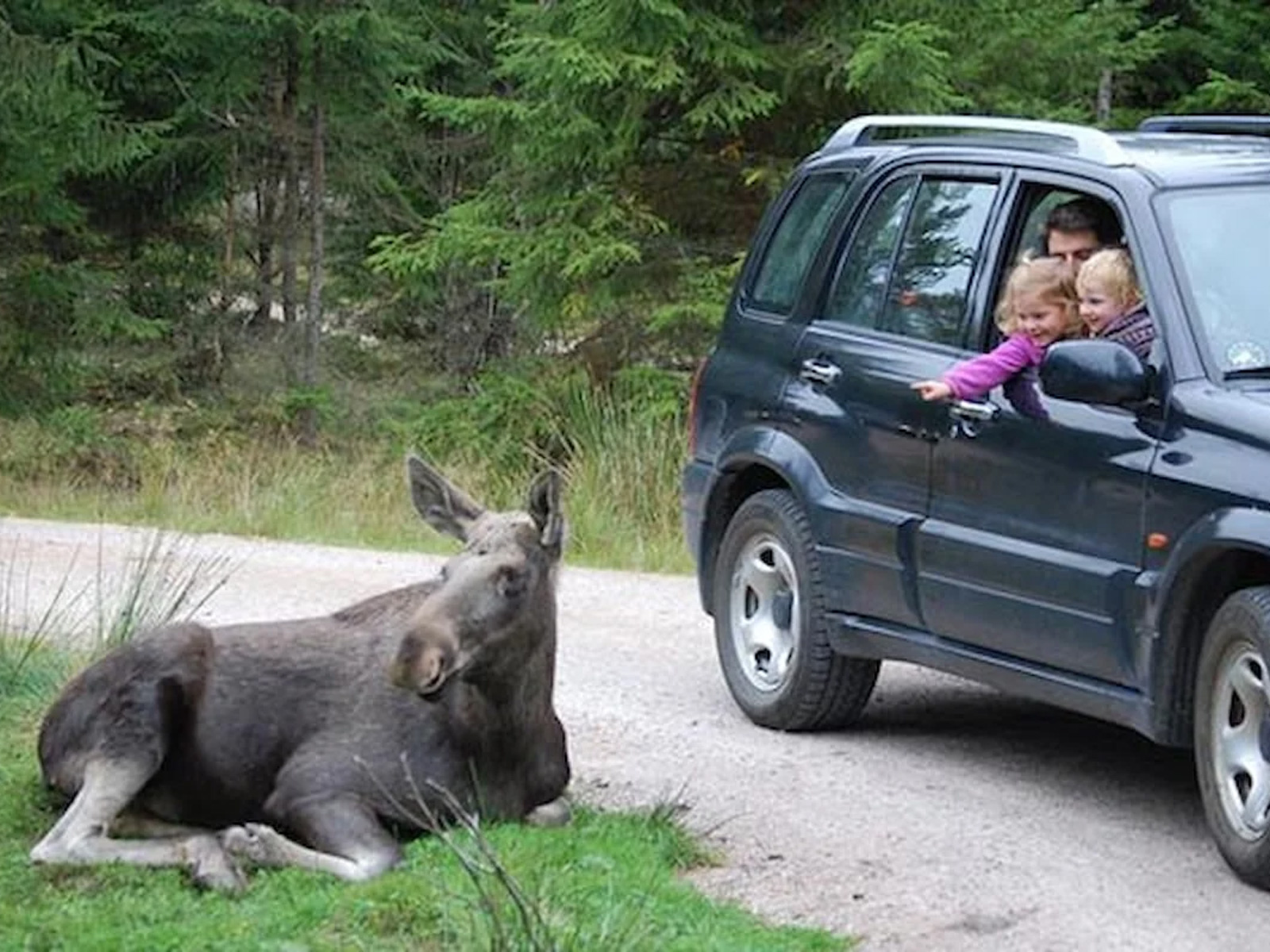 Børn ser en elg, der ligger på vejen fra et bilvindue i en grå SUV i skoven.