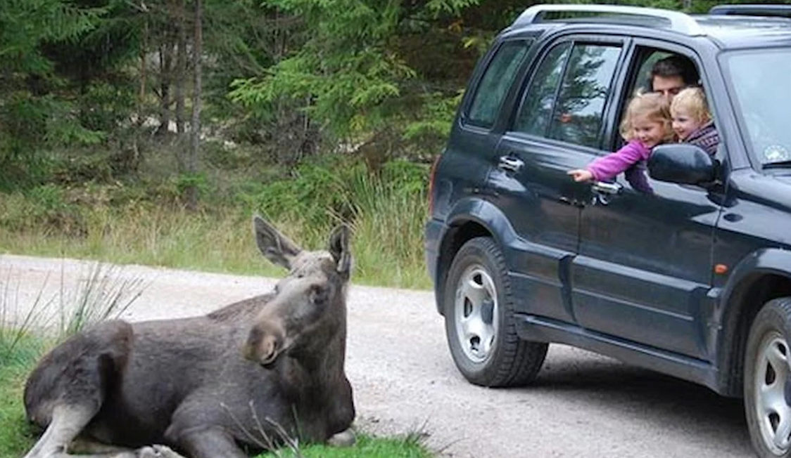 Børn ser en elg, der ligger på vejen fra et bilvindue i en grå SUV i skoven.