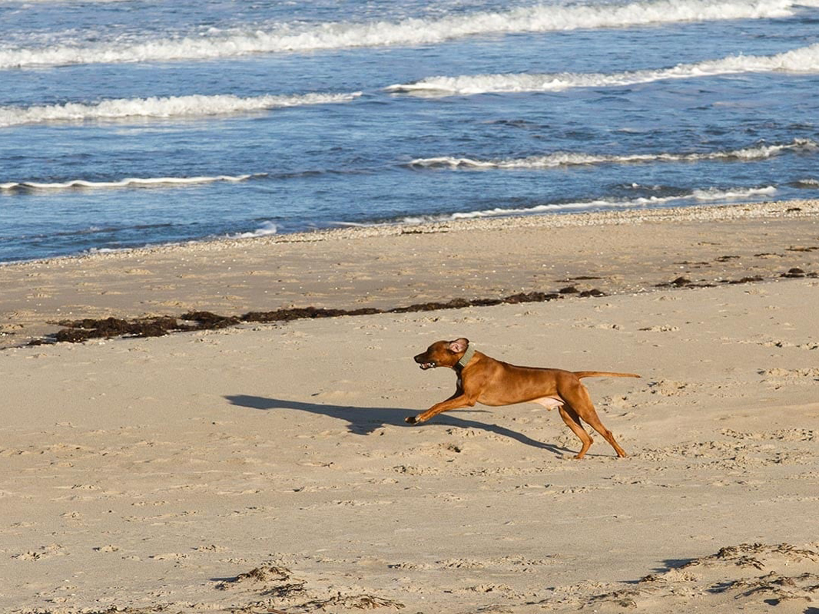 Brun hund springer energiskt på sandig strand vid Hornbäck med vågor i bakgrunden.