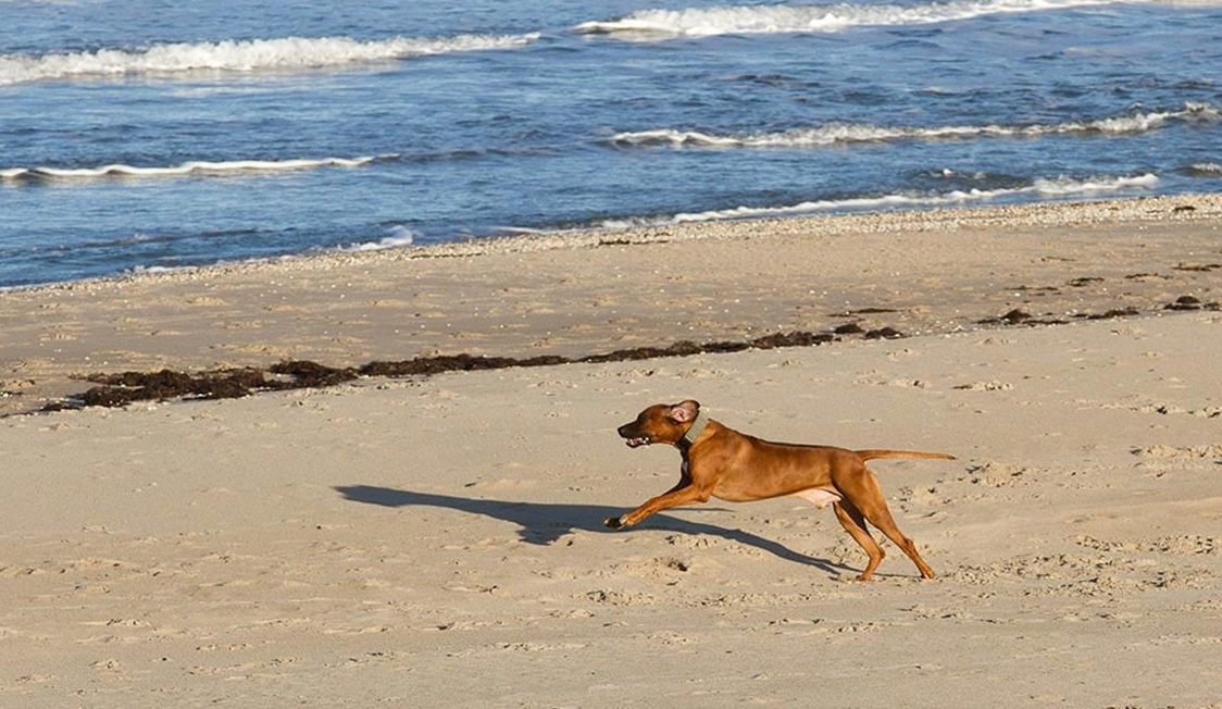 Brun hund springer energiskt på sandig strand vid Hornbäck med vågor i bakgrunden.