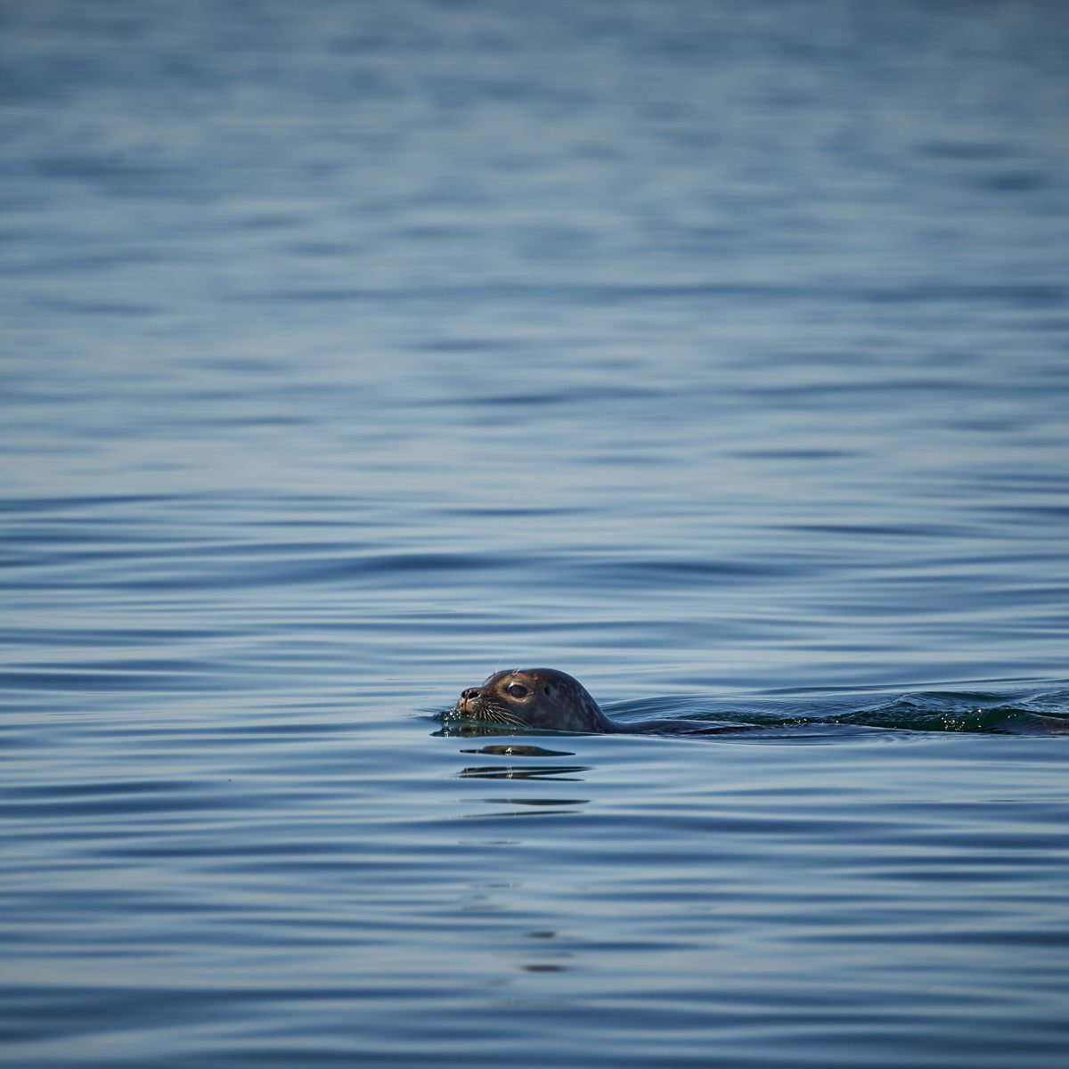 Sæl svømmer i klart blå vand på en solrig dag, kun hovedet synligt over overfladen i det rolige hav.