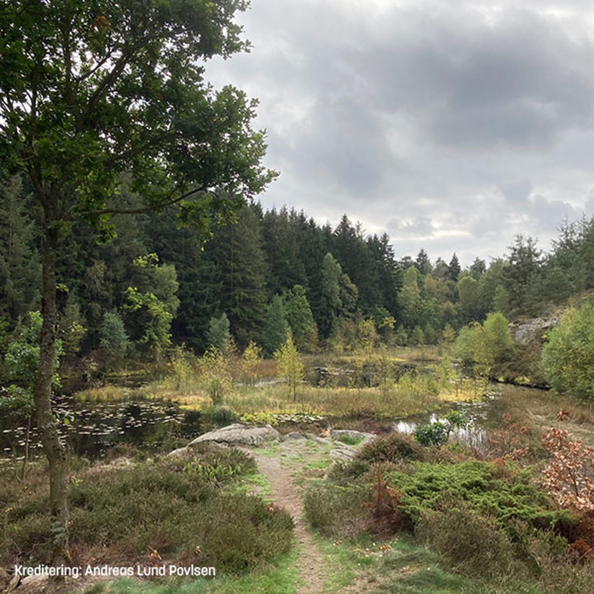 Hojlyngsstien2 600X600