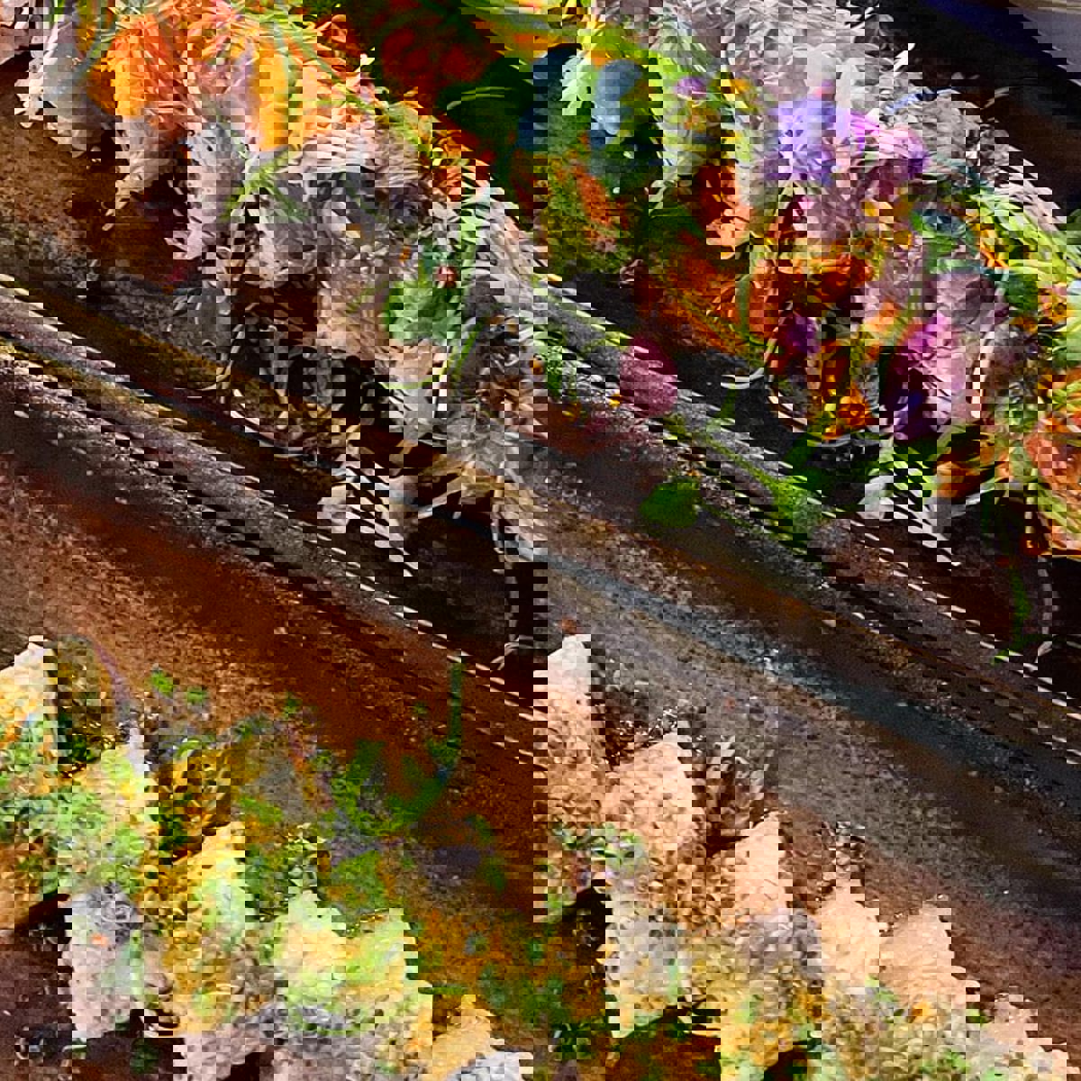 Asiatiska fiskrätter ur ett fågelperspektiv.