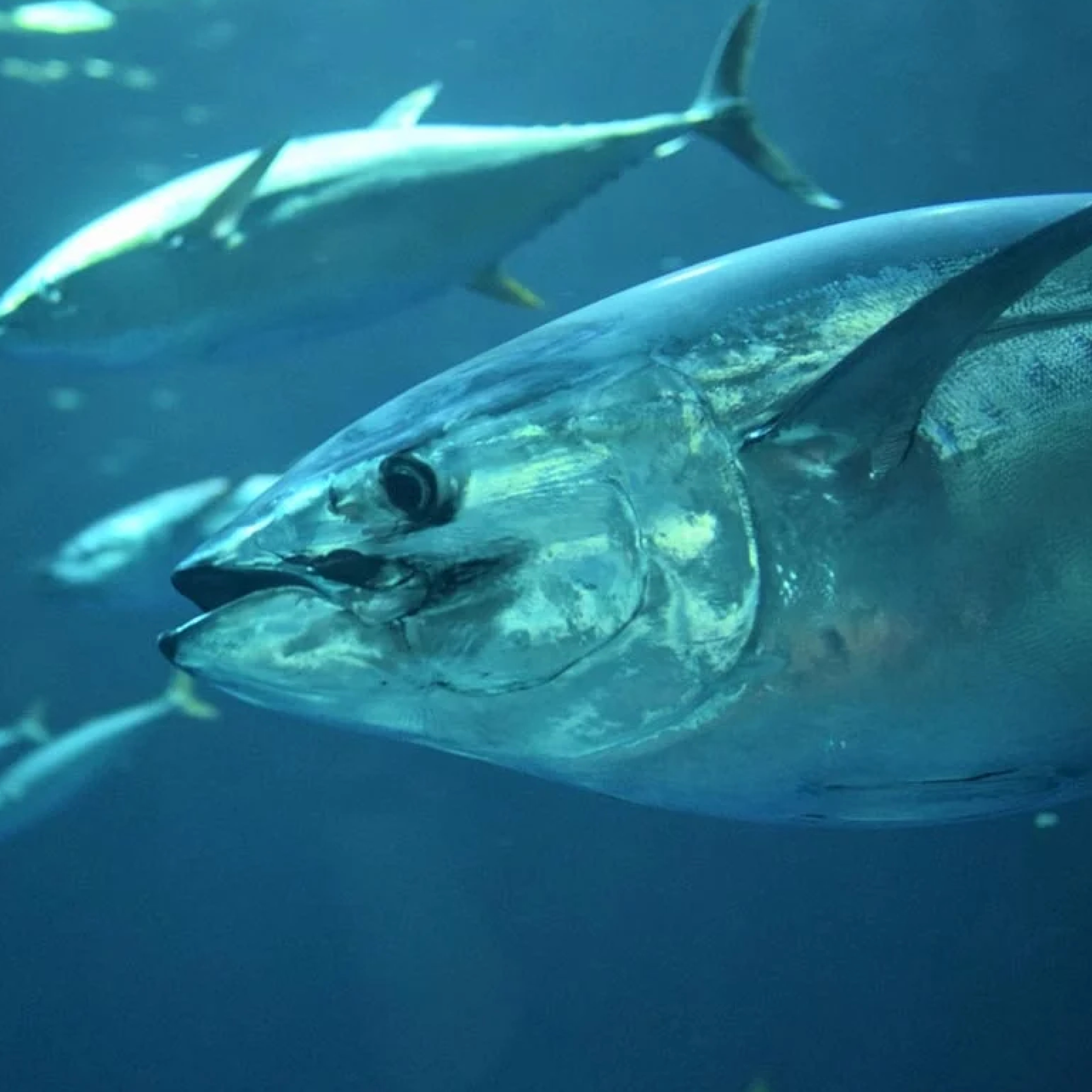 Stort tonfiskstim simmar i djupblått vatten.