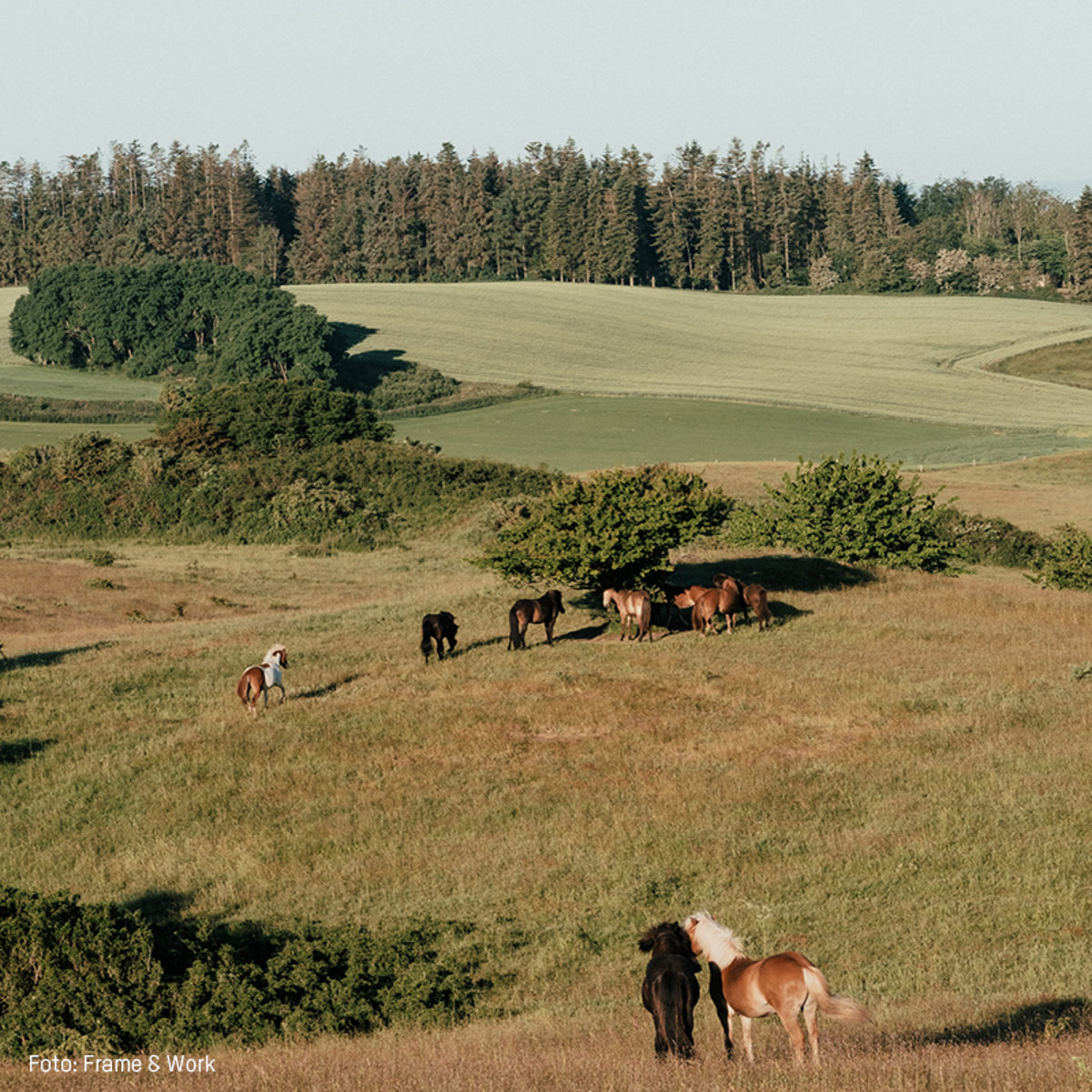 Heste græsser i en frodig, kuperet mark omgivet af skove på en solskinsdag i Danmark.