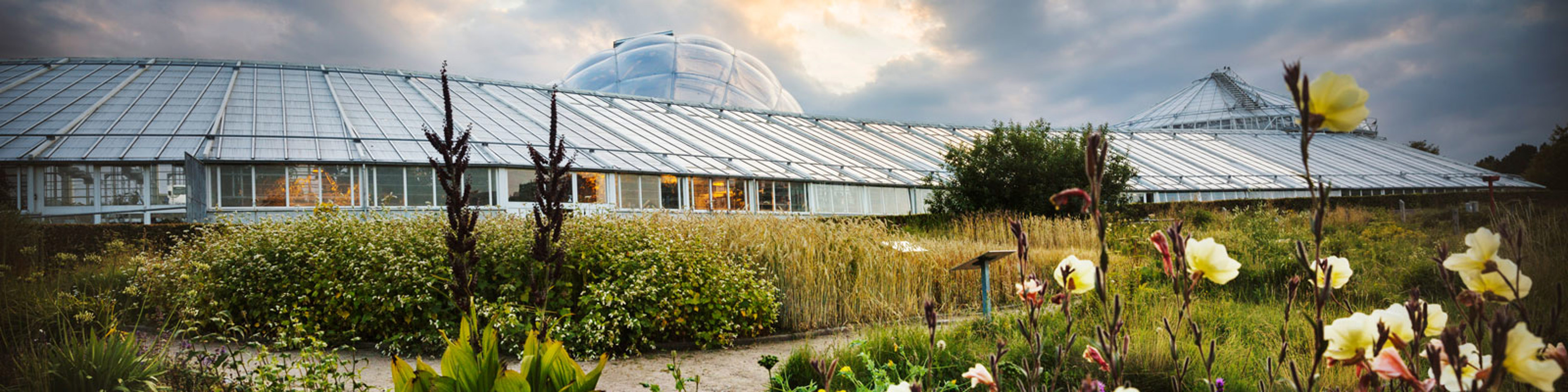 Væksthuset i Botanisk Have i Aarhus med glasfacade set från haven, omgivet af vilde blomster og skyer i baggrunden.