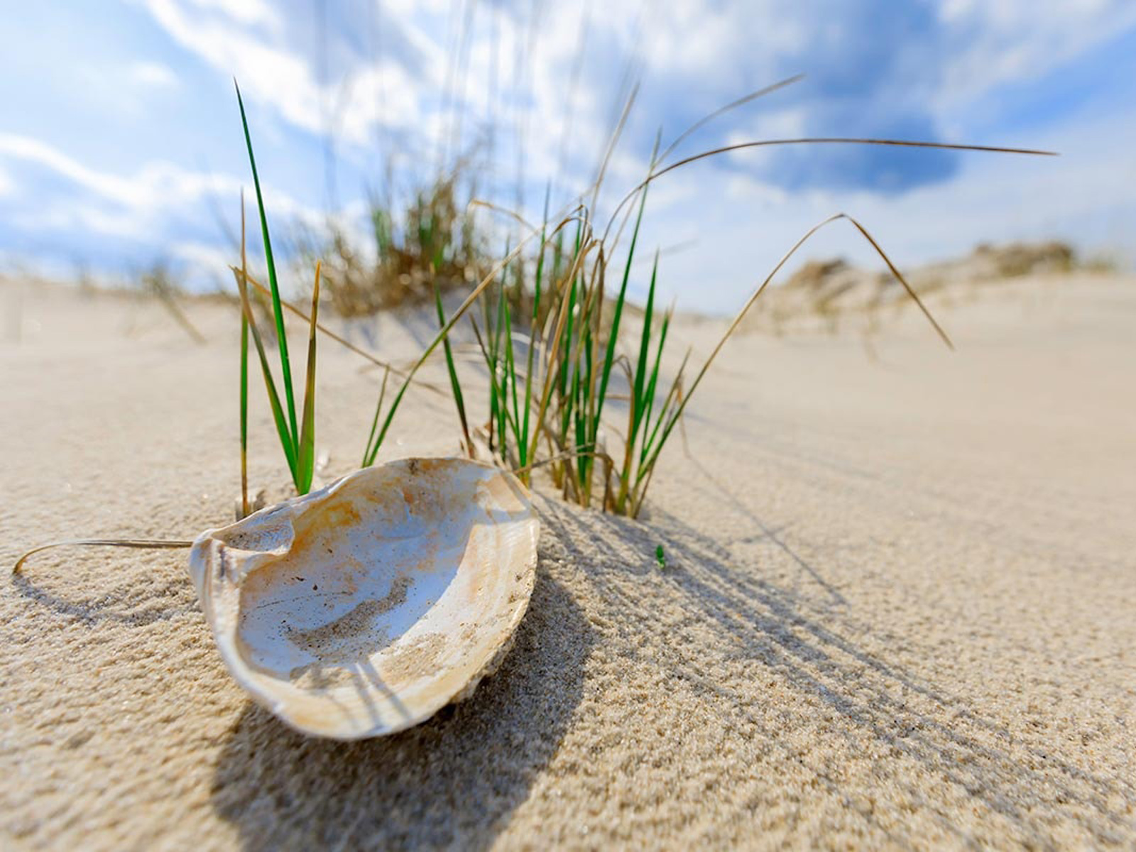 Muslingeskal ligger på sandstrand omgivet af grønne strandsiv under en blå himmel med lette skyer.