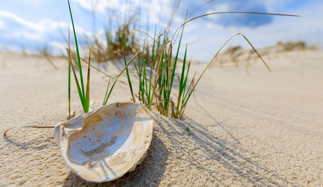 Muslingeskal ligger på sandstrand omgivet af grønne strandsiv under en blå himmel med lette skyer.