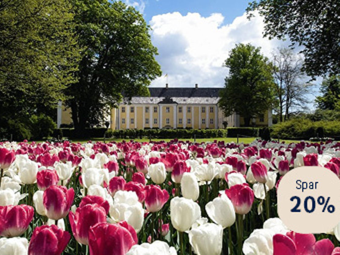 Tulipaner i fuldt flor foran historisk palæ med blå himmel og store træer i baggrunden.