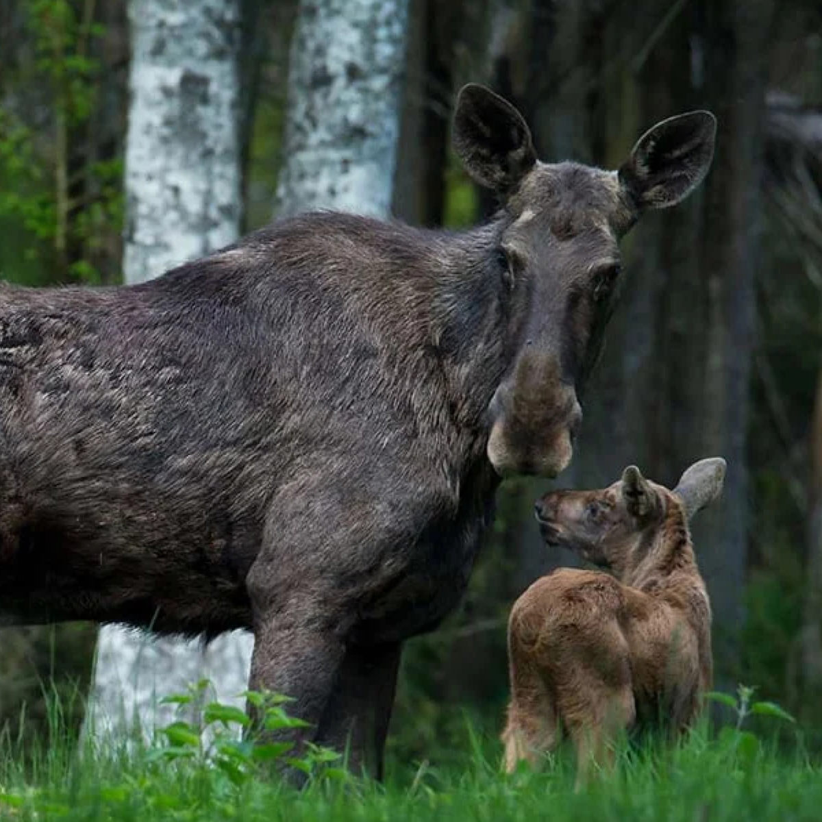 Elgko med kalv står i frodig skov og ser på hinanden i nærbillede, omkranset af grøn vegetation.