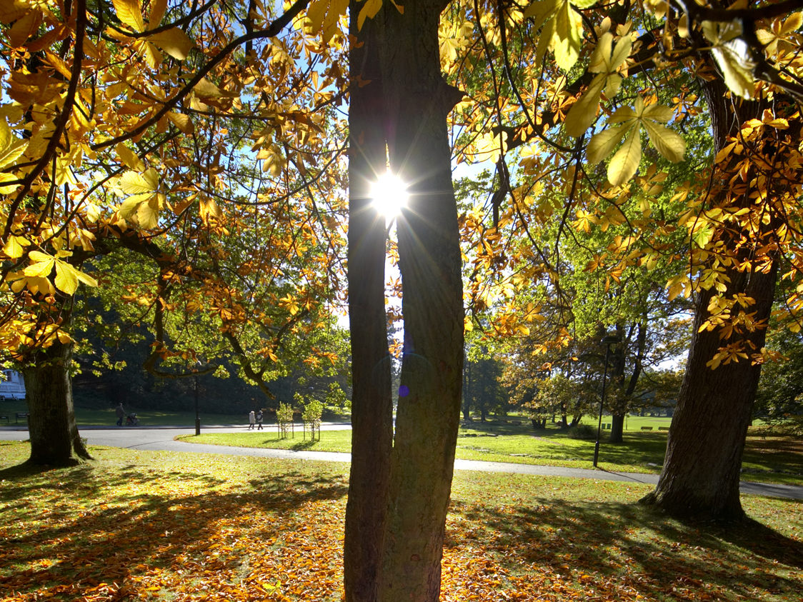 Sollys skinner gennem træstamme og blade i efterårsfarver i en park på en solrig dag.